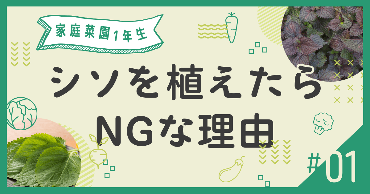 庭にシソだけは絶対に植えてはいけない本当の理由3選 アツカバ家の家づくり